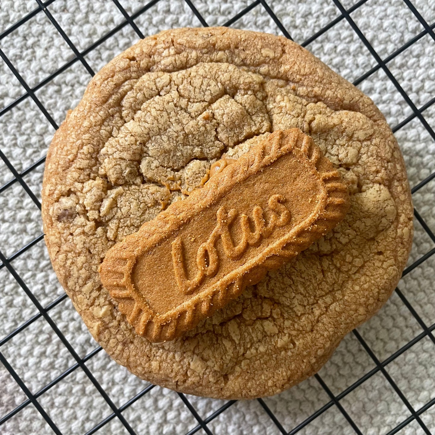 Fall Special Set - 8 Assorted