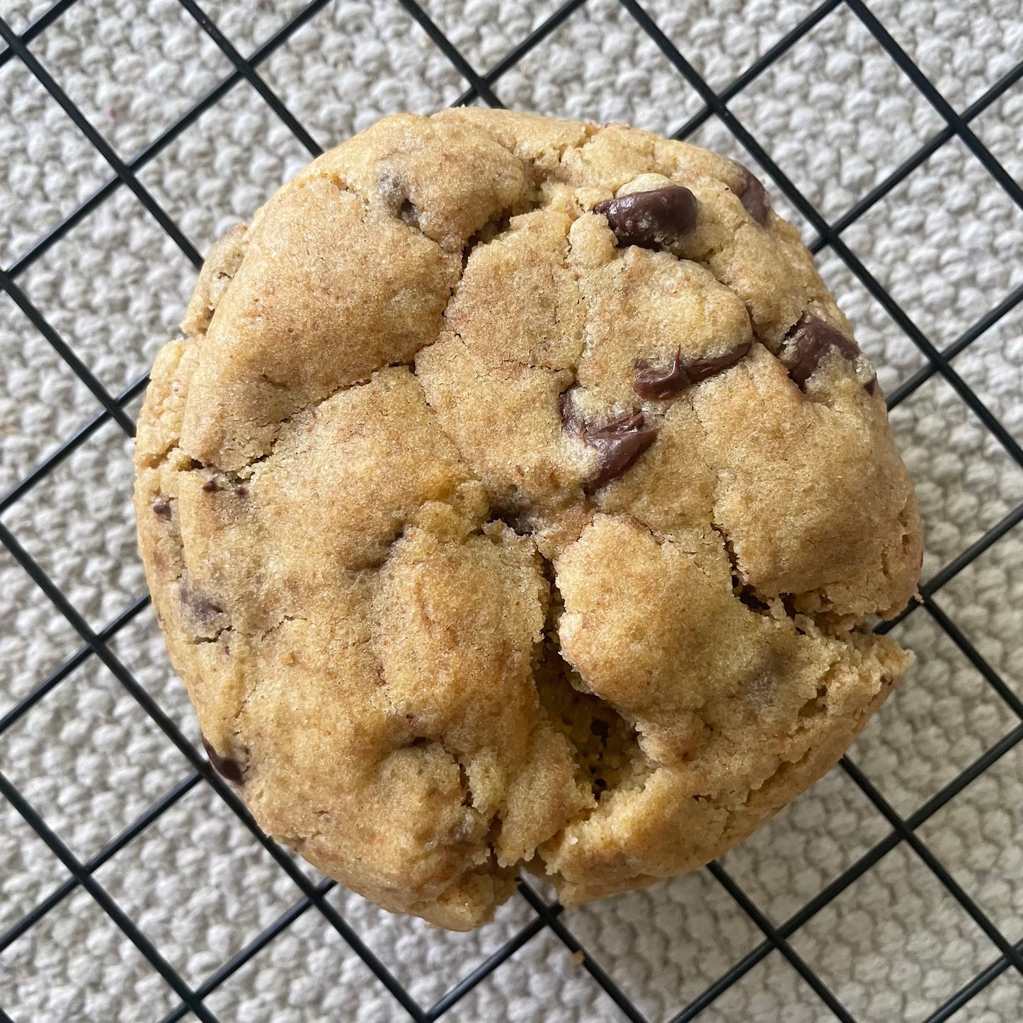 Fall Special Set - 8 Assorted